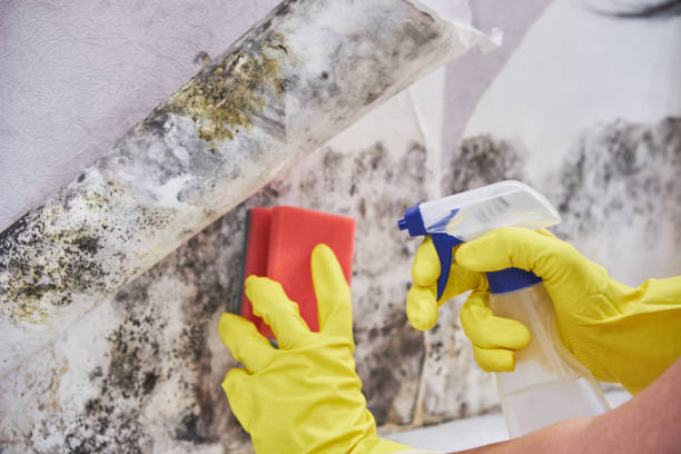 Why You Should Choose Our Mold Remediation Services in Le Roy, IL